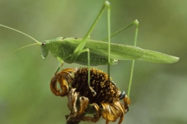 Biodiversité : Espèces remarquables