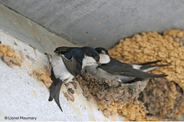 Faune ailée sur le bâti