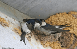 Faune ailée sur le bâti
